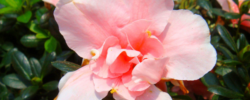 夏天杜鹃花怎么养才能开花 杜鹃花夏天开花怎么养护