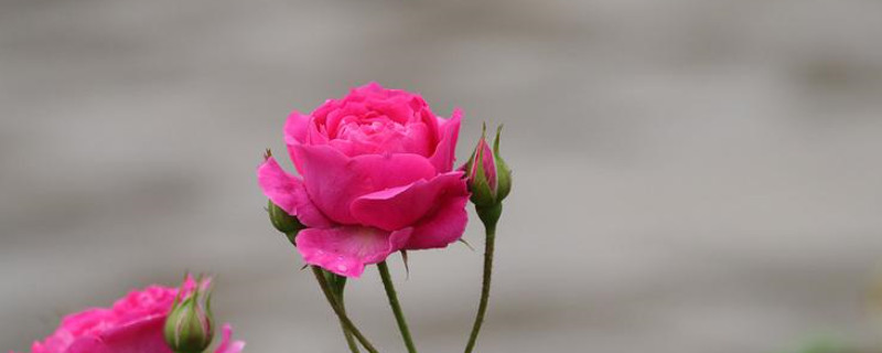 月季有多少种品种（月季都有啥品种）