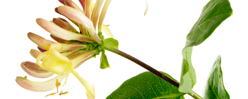 金银花夏天可以晒太阳吗（金银花可以在太阳下暴晒吗）