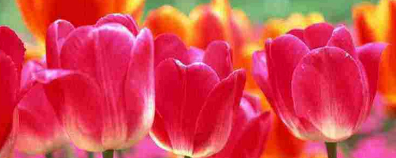 郁金香是多年生的吗（郁金香是常年生吗）