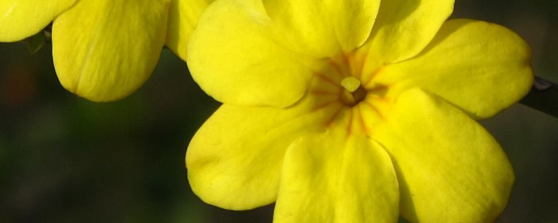 夏天迎春花为什么不长叶（迎春花为什么不长叶子）