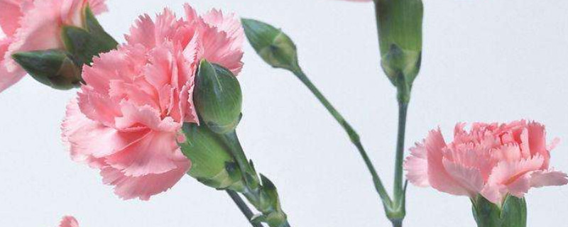 康乃馨垂头了怎么办 康乃馨断头了怎么办?