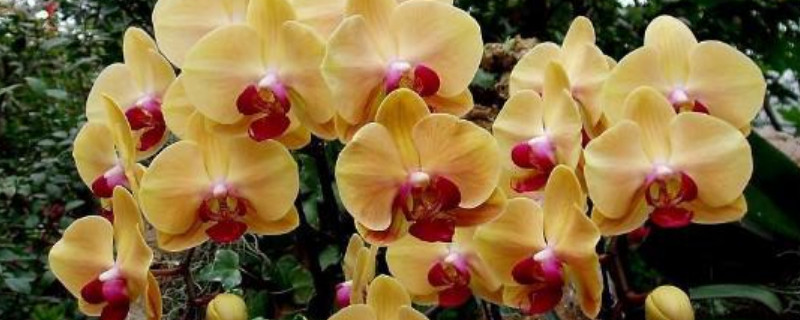 蝴蝶兰的根部发霉怎么办（蝴蝶兰的根发霉了怎么办）