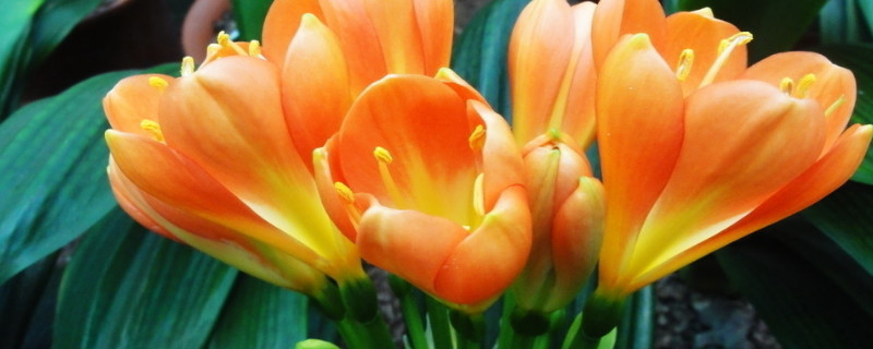 君子兰用高盆还是矮盆 养君子兰用高盆还是低盆好