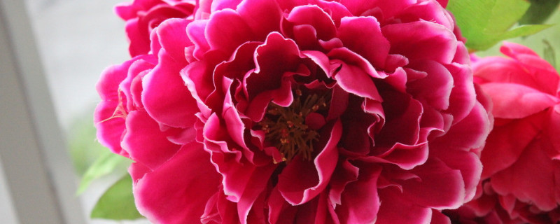 牡丹什么时候开花季节 牡丹花啥时候开花