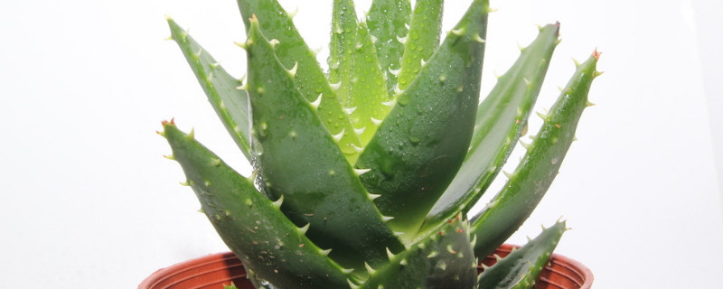 一年不用浇水的绿植 什么绿植可以一个月不浇水