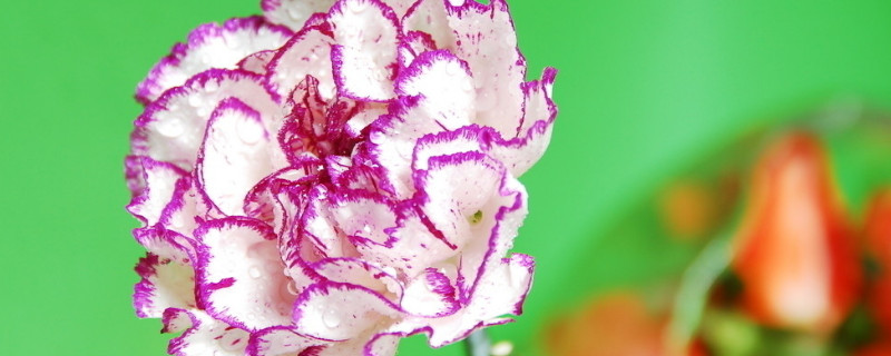 康乃馨一般在一天的什么时候开(康乃馨在什么时候开放具体时间)