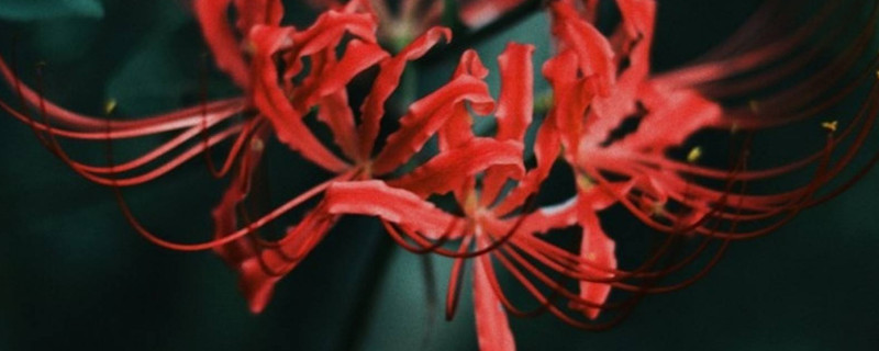 彼岸花什么时候开花和长叶（彼岸花叶子长多久开花）