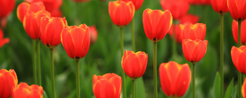 郁金香会不会结果(郁金香结果什么样的)