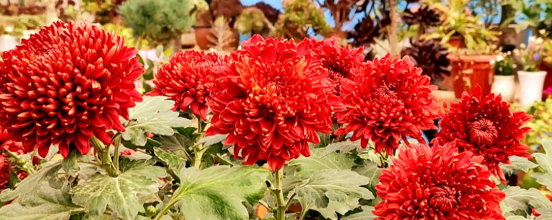 菊花冬天怎么保养（春天菊花怎么养护）