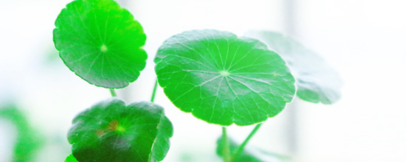 铜钱草怕冻吗（铜钱草怕不怕冻）