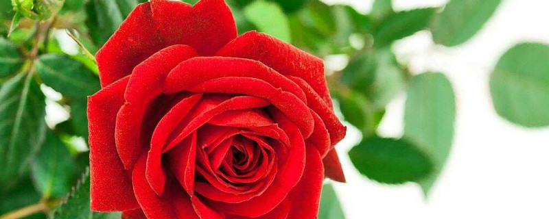 玫瑰老桩催芽方法（玫瑰老桩不发芽如何催芽视频）