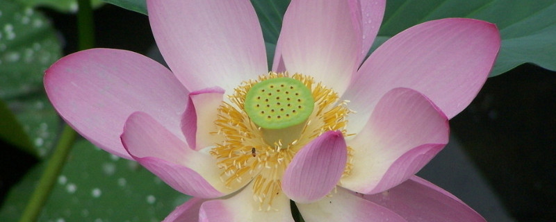 荷花冬天能种吗(荷花冬天开花吗)