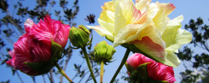 芙蓉花不长花苞怎么办 芙蓉花有花苞了就是不开是怎么回事