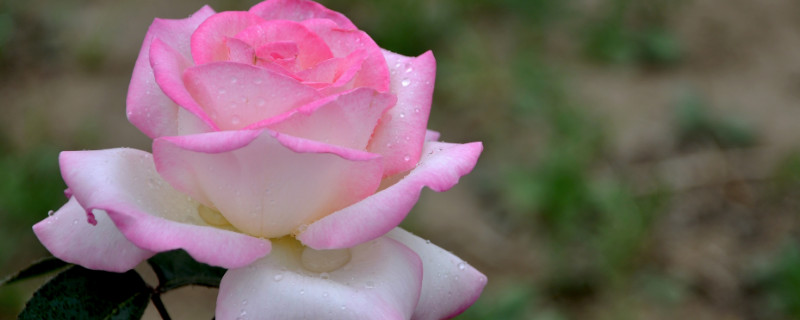 月季花可以嫁接在哪些树（月季花可以嫁接在哪些树视频）