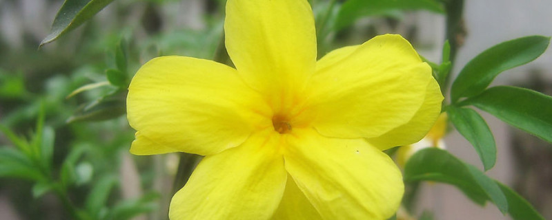 迎春花根怎么生根 迎春花有根吗