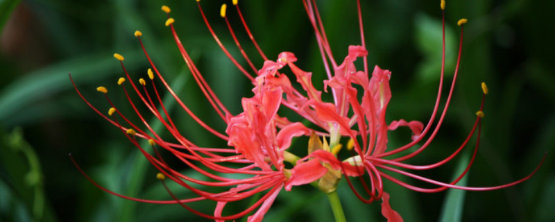 彼岸花能活多久（彼岸花的花能开多久）