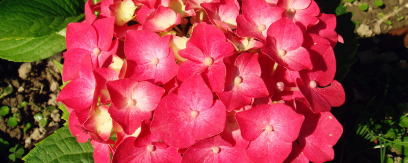 绣球花秋冬季如何修剪（绣球冬天开花后怎样修剪）