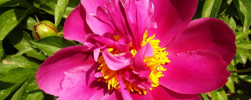 移栽牡丹生根的最佳温度 牡丹生根需要的温度