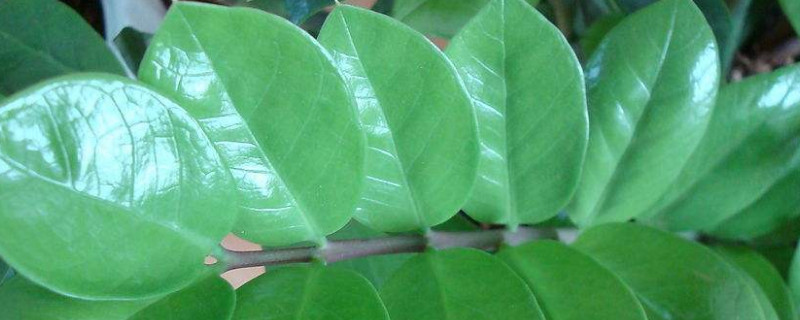 金钱树一年能长多高（金钱树一年能长多少厘米）