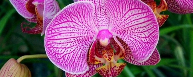 客厅种蝴蝶兰有什么好处（家里养蝴蝶兰的好处）