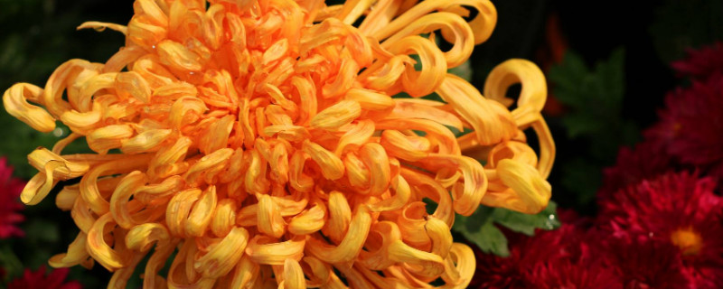 菊花养在室内能开花吗 菊花可以养在室外吗