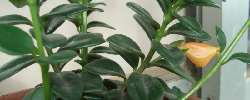 金鱼吊兰掉叶子是什么原因 金鱼吊兰总是掉叶子怎么回事