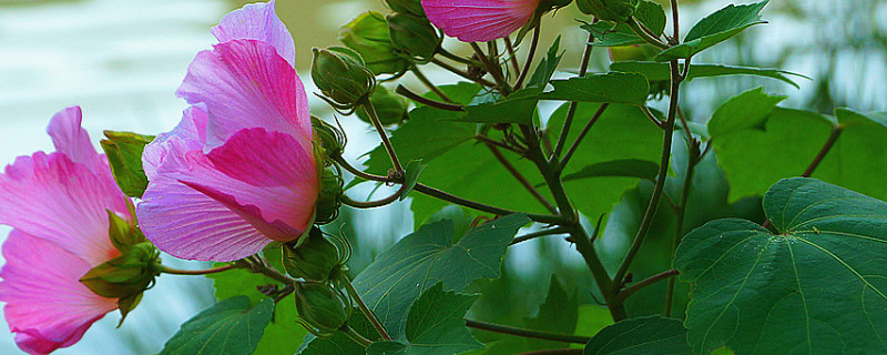 芙蓉花浇水多了咋办呀 芙蓉花怎样浇水施肥