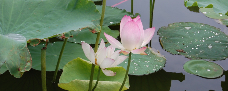 荷花蔫了怎么养活 荷花蔫了怎么救活