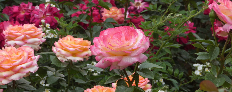 盆栽月季多久浇一次水 月季多久浇水一次?