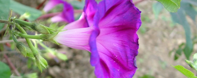 牵牛花是怎样陆续开放的呢 牵牛花是什么时候开放的请告诉我