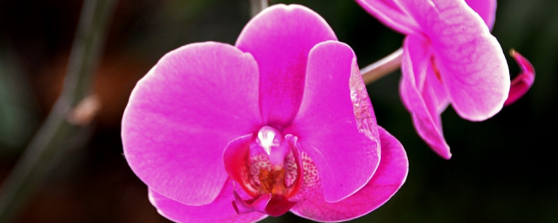 蝴蝶兰开完花后怎么处理方法（蝴蝶兰开完花后怎么处理方法 百度网盘）