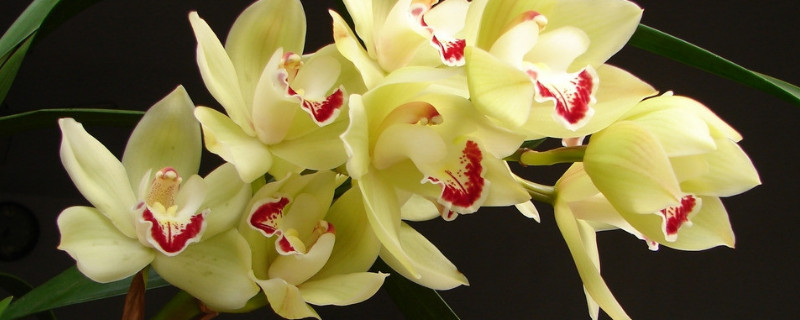 冬天移栽兰花注意事项（兰花冬天的养殖方法和注意事项）