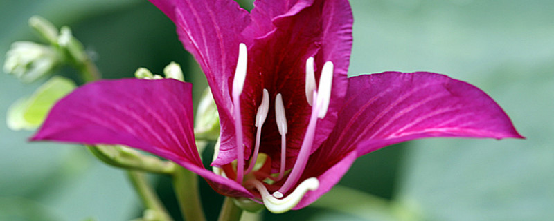 紫荆花春天是什么样的 夏天的紫荆花什么样