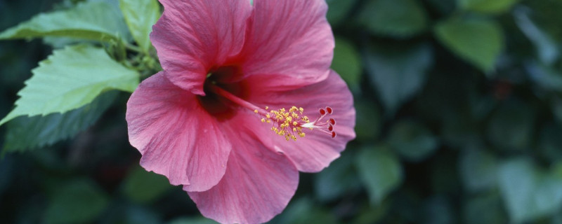 芙蓉花的特点（芙蓉花的特点及精神）