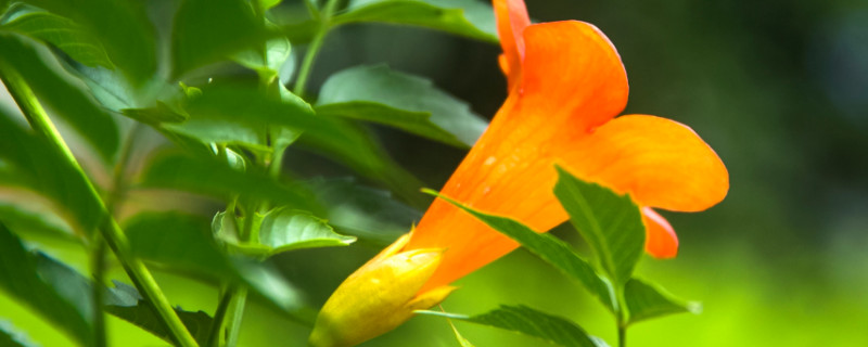 凌霄花生虫怎么办(凌霄花爱生虫吗)