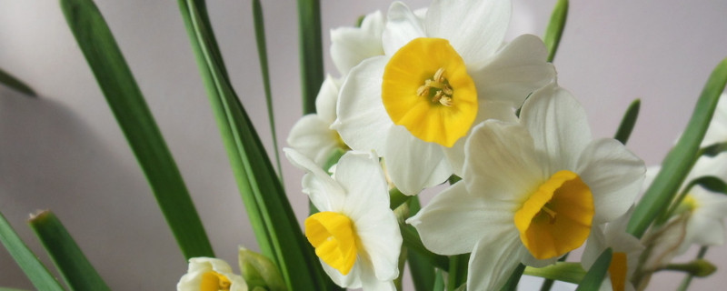 水仙花叶子长得太高怎么办（水仙叶子长得太高了 是不是就不开花了）