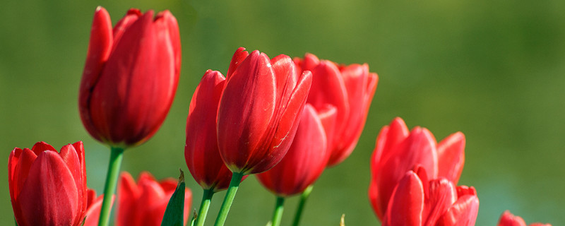 郁金香夏季休眠怎么储藏 郁金香夏季休眠吗