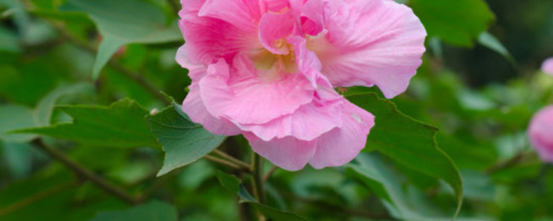 芙蓉花冬天会掉叶子吗（芙蓉花冬季叶子枯萎）