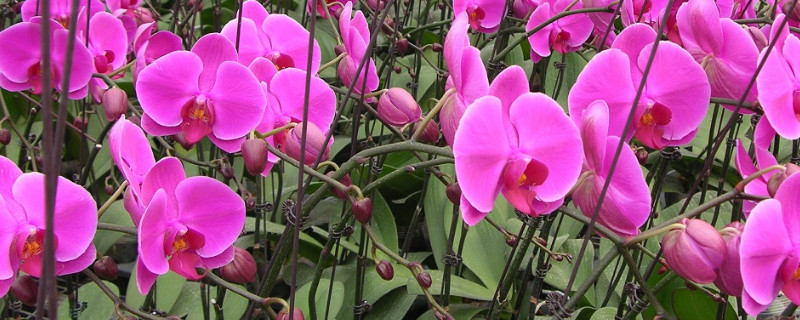 蝴蝶兰换盆时根部需要修剪吗 蝴蝶兰换盆需要浇水吗