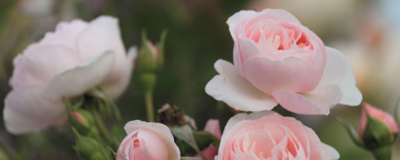 怎么判断玫瑰老桩死了 判断玫瑰老桩不是假活