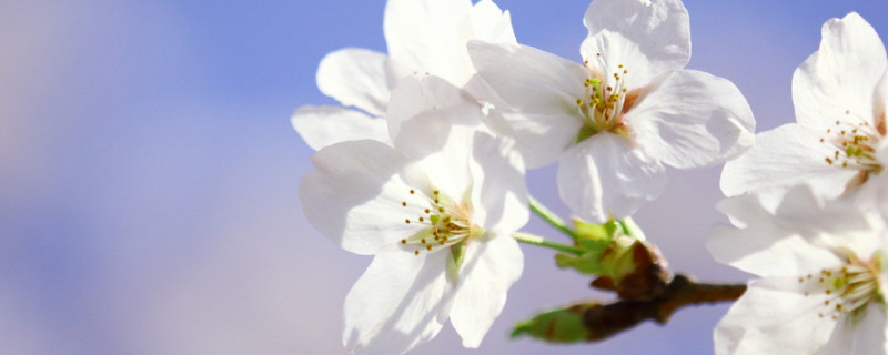 樱花树怎么扦插 樱花树枝怎样扦插