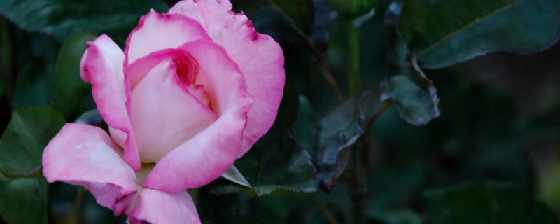 玫瑰多久换一次水（水培玫瑰多久换一次水）