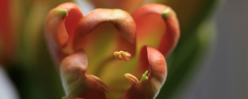 君子兰叶片晒伤怎么办 君子兰叶片被晒坏怎么补救