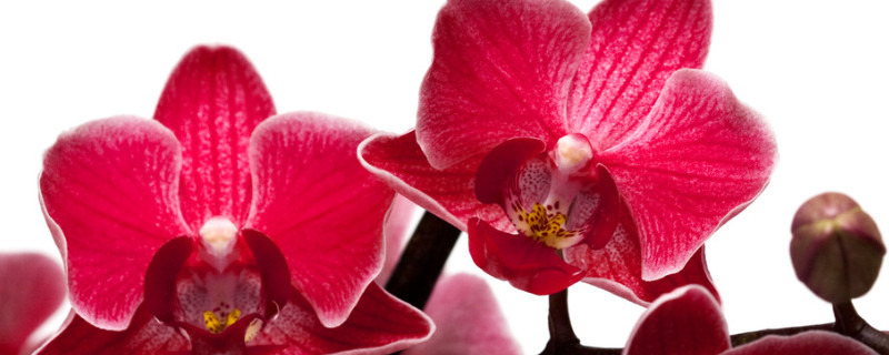 蝴蝶兰不同颜色代表什么意思 红色蝴蝶兰代表什么意思