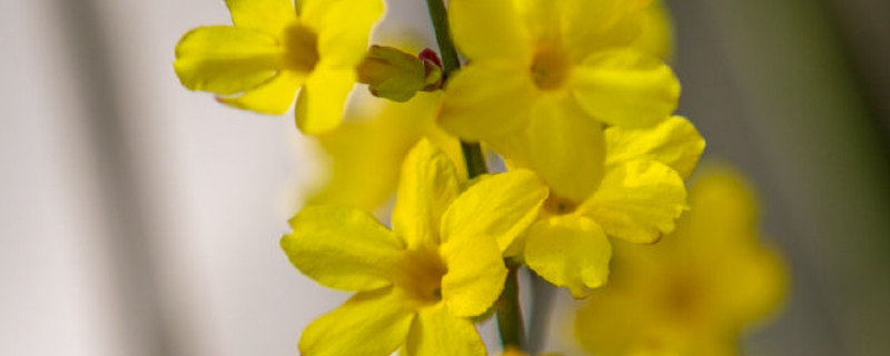 迎春花叶子发黄枯萎 迎春花叶子发黄枯萎用什么药治疗