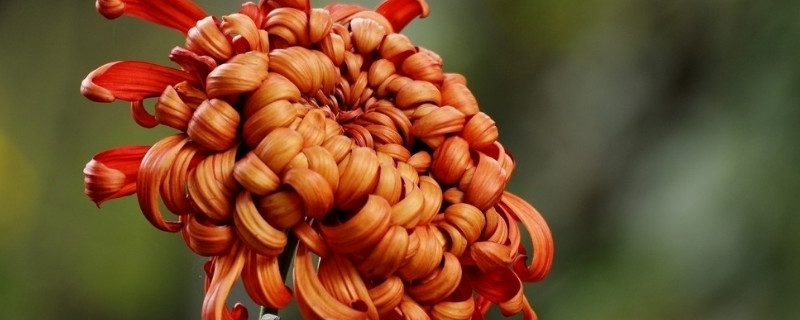 耐寒花卉有哪些（耐寒花卉）