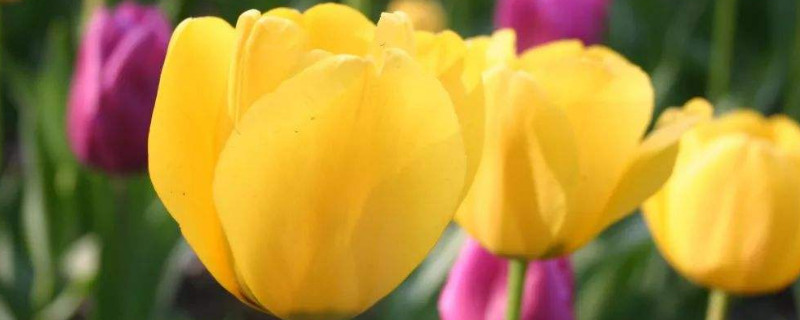 郁金香叶子枯萎后就可以收球了吗 郁金香开完花后种球如何处理