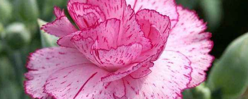 康乃馨秋季播种什么时候开花（康乃馨什么季节开花）