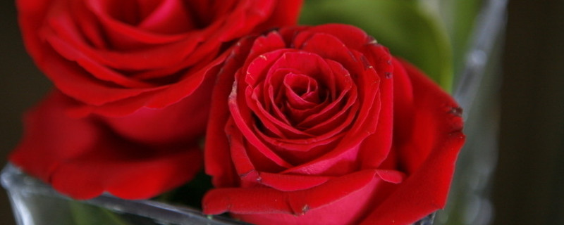 玫瑰花花期多长时间 玫瑰花花期多长时间施肥